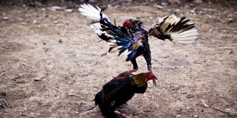 Hướng dẫn chi tiết cách chơi đá gà FUN88