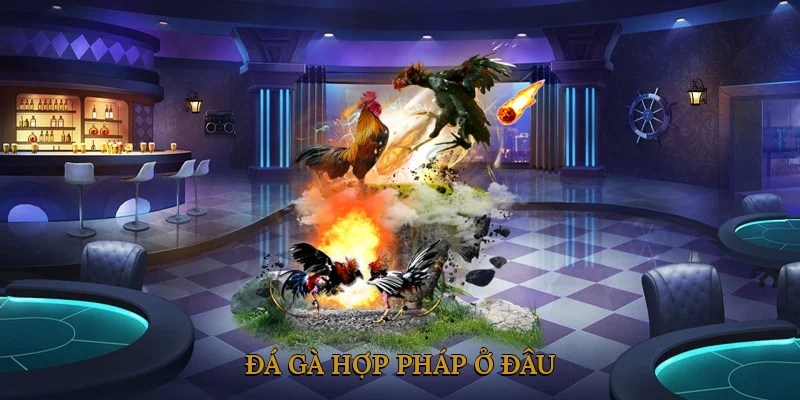 Đá gà hợp pháp ở đâu