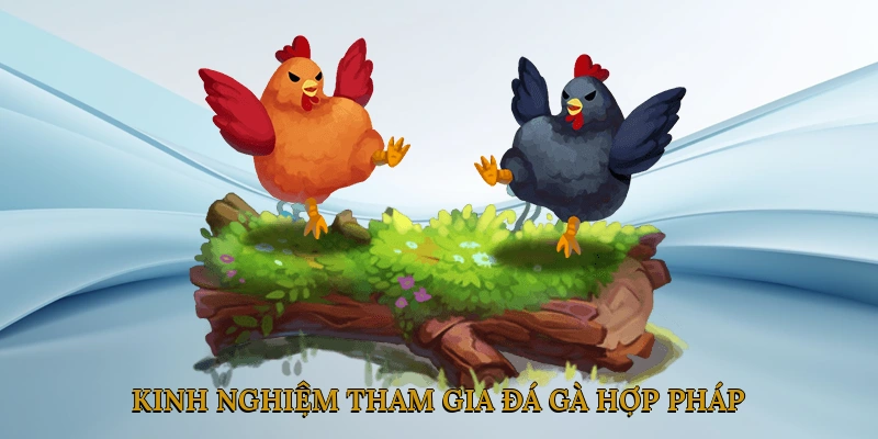 Kinh Nghiệm Tham Gia Đá Gà Hợp Pháp